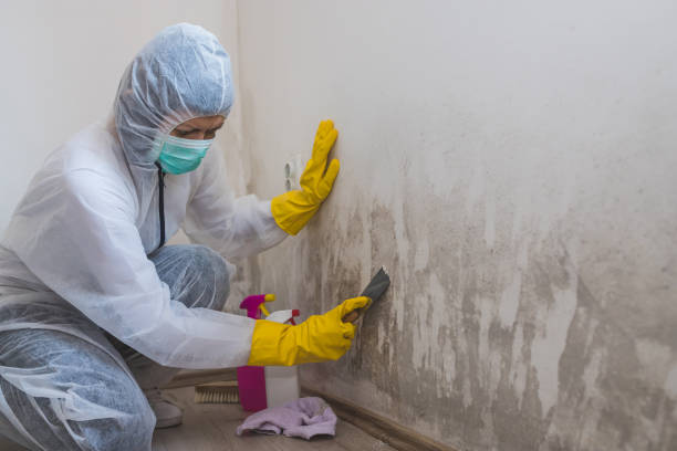 Best Black Mold Removal  in Crested Butte, CO